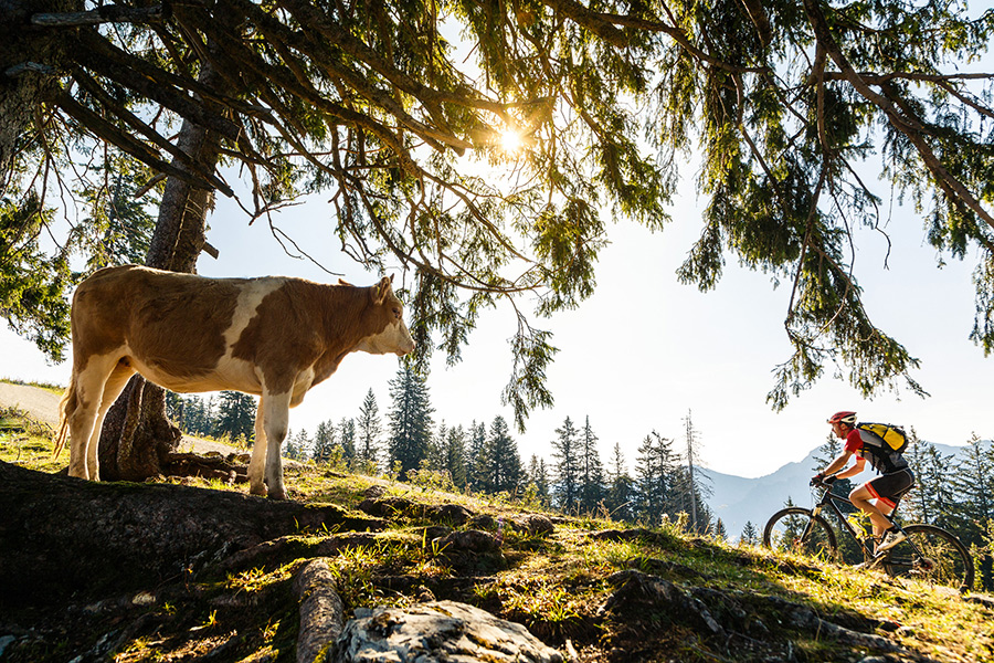 Mountainbike